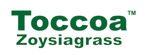 Toccoa™ Zoysiagrass
